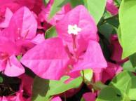 Девушка Цветы flowers, nature, wallpaper 426 обои рабочий стол