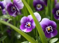 Девушка Цветы flowers, nature, wallpaper 583 обои рабочий стол
