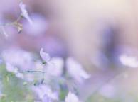 Девушка Цветы flowers, nature, wallpaper 5241 обои рабочий стол