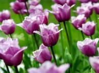 Девушка Цветы flowers, nature, wallpaper 5245 обои рабочий стол