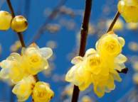 Девушка Цветы flowers, nature, wallpaper 371 обои рабочий стол