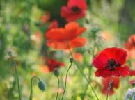 Девушка Цветы flowers, nature, wallpaper 3115 обои рабочий стол