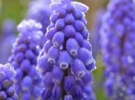 Девушка Цветы flowers, nature, wallpaper 26 обои рабочий стол