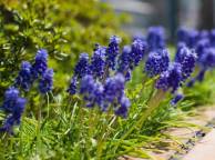 Девушка Цветы flowers, nature, wallpaper 273 обои рабочий стол