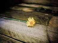 Девушка Цветы flowers, nature, wallpaper 243 обои рабочий стол