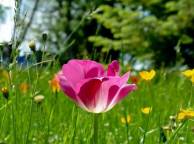 Девушка Цветы flowers, nature, wallpaper 5206 обои рабочий стол