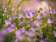 Девушка Цветы flowers, nature, wallpaper 379 обои рабочий стол
