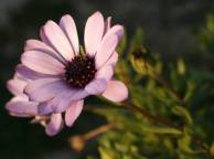 Девушка Цветы flowers, nature, wallpaper 5117 обои рабочий стол