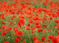 Девушка Цветы flowers, nature, wallpaper 5195 обои рабочий стол