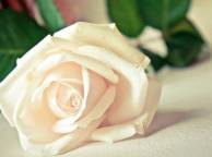 Девушка Цветы flowers, nature, wallpaper 4135 обои рабочий стол