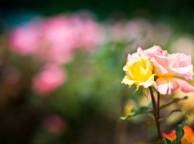 Девушка Цветы flowers, nature, wallpaper 482 обои рабочий стол