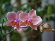 Девушка Цветы flowers, nature, wallpaper 5219 обои рабочий стол