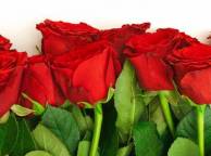 Девушка Цветы flowers, nature, wallpaper 389 обои рабочий стол