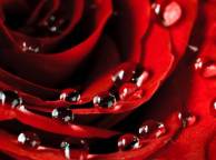 Девушка Цветы flowers, nature, wallpaper 3106 обои рабочий стол