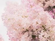 Девушка Цветы flowers, nature, wallpaper 5222 обои рабочий стол