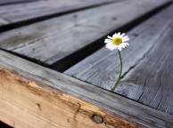 Девушка Цветы flowers, nature, wallpaper 474 обои рабочий стол