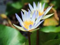 Девушка Цветы flowers, nature, wallpaper 485 обои рабочий стол