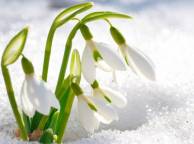 Девушка Цветы flowers, nature, wallpaper 4134 обои рабочий стол