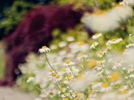 Девушка Цветы flowers, nature, wallpaper 322 обои рабочий стол