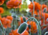 Девушка Цветы flowers, nature, wallpaper 12 обои рабочий стол