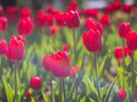 Девушка Цветы flowers, nature, wallpaper 325 обои рабочий стол
