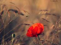Девушка Цветы flowers, nature, wallpaper 584 обои рабочий стол