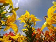 Девушка Цветы flowers, nature, wallpaper 56 обои рабочий стол