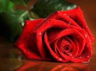 Девушка Цветы flowers, nature, wallpaper 278 обои рабочий стол
