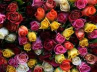 Девушка Цветы flowers, nature, wallpaper 388 обои рабочий стол