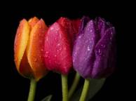 Девушка Цветы flowers, nature, wallpaper 5139 обои рабочий стол