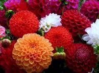 Девушка Цветы flowers, nature, wallpaper 380 обои рабочий стол