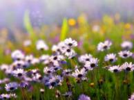 Девушка Цветы flowers, nature, wallpaper 5194 обои рабочий стол