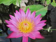 Девушка Цветы flowers, nature, wallpaper 232 обои рабочий стол