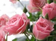 Девушка Цветы flowers, nature, wallpaper 517 обои рабочий стол