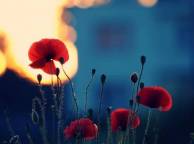 Девушка Цветы flowers, nature, wallpaper 581 обои рабочий стол