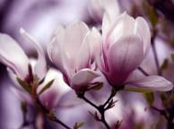 Девушка Цветы flowers, nature, wallpaper 5208 обои рабочий стол