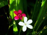 Девушка Цветы flowers, nature, wallpaper 477 обои рабочий стол