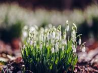 Девушка Цветы flowers, nature, wallpaper 393 обои рабочий стол