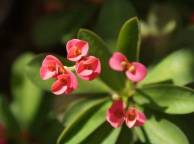 Девушка Цветы flowers, nature, wallpaper 11 обои рабочий стол