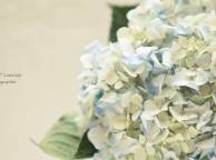 Девушка Цветы flowers, nature, wallpaper 525 обои рабочий стол