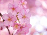 Девушка Цветы flowers, nature, wallpaper 265 обои рабочий стол