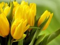 Девушка Цветы flowers, nature, wallpaper 4148 обои рабочий стол