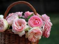 Девушка Цветы flowers, nature, wallpaper 4102 обои рабочий стол