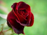 Девушка Цветы flowers, nature, wallpaper 5244 обои рабочий стол