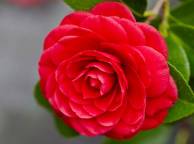 Девушка Цветы flowers, nature, wallpaper 4125 обои рабочий стол