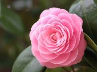 Девушка Цветы flowers, nature, wallpaper 4166 обои рабочий стол