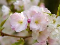 Девушка Цветы flowers, nature, wallpaper 5198 обои рабочий стол