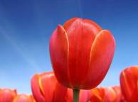 Девушка Цветы flowers, nature, wallpaper 5253 обои рабочий стол