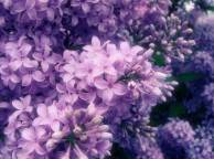 Девушка Цветы flowers, nature, wallpaper 5201 обои рабочий стол
