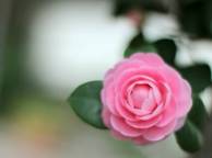 Девушка Цветы flowers, nature, wallpaper 494 обои рабочий стол
